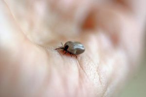 Borrelia fra flåtbid