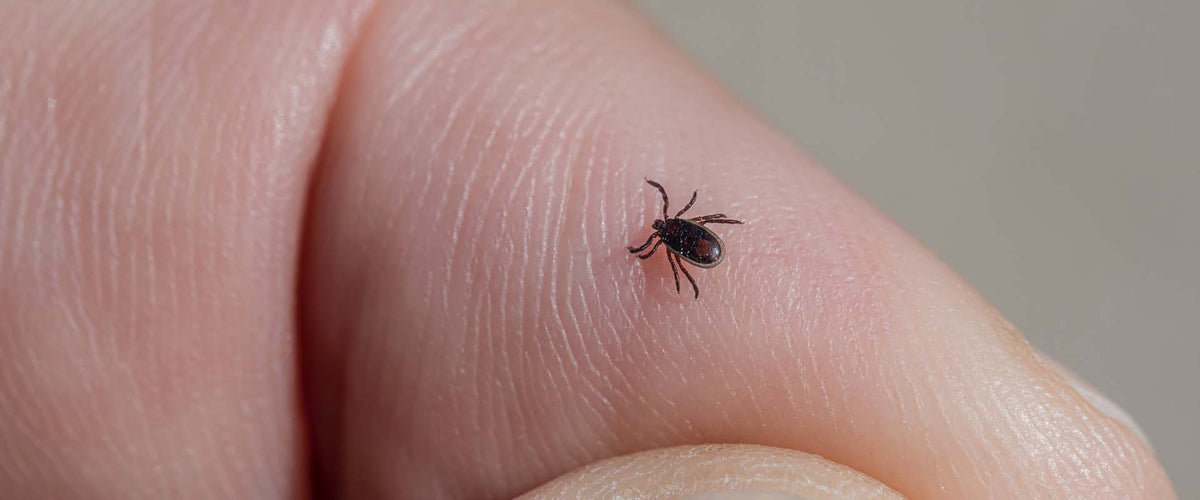 Borrelia fra flåtbid