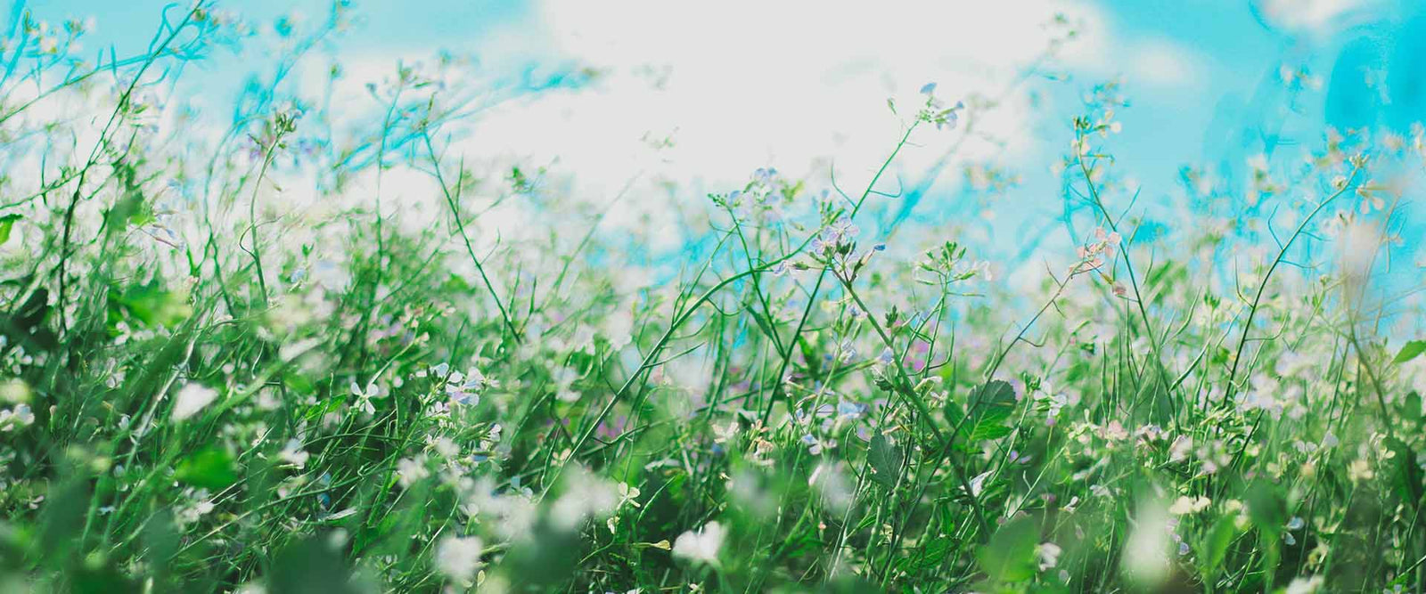 category_allergi