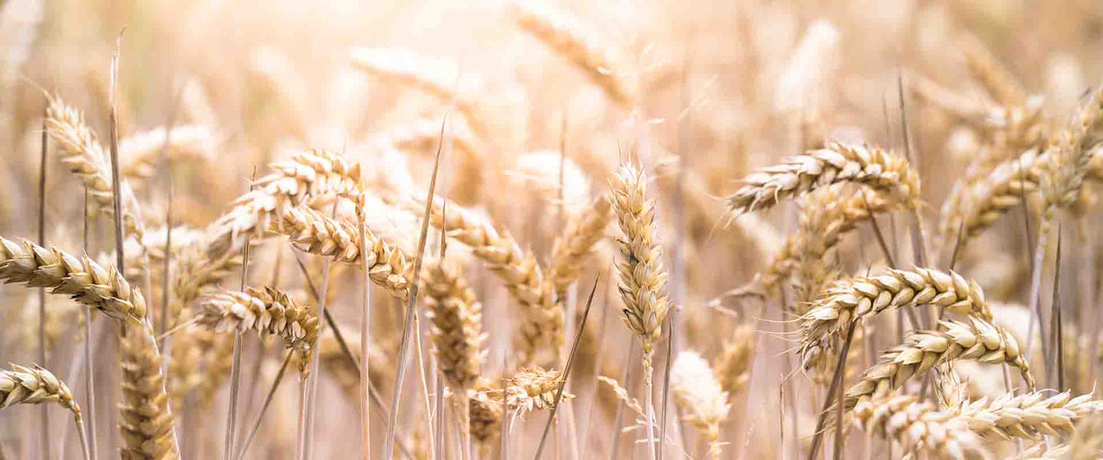 Glutenintolerance